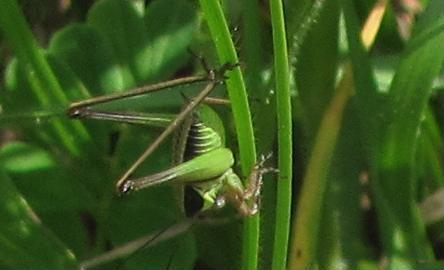 giovane maschio di Eupholidoptera sp.(?) (Tettigoniidae)